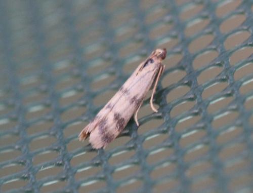 Homoeosoma sinuella